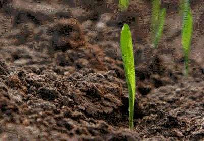 FANGHI Effetti positivi del recupero diretto in agricoltura Apporto di nutrienti e sostanza organica al suolo L utilizzazione agricola dei fanghi può produrre un effetto: concimante dato