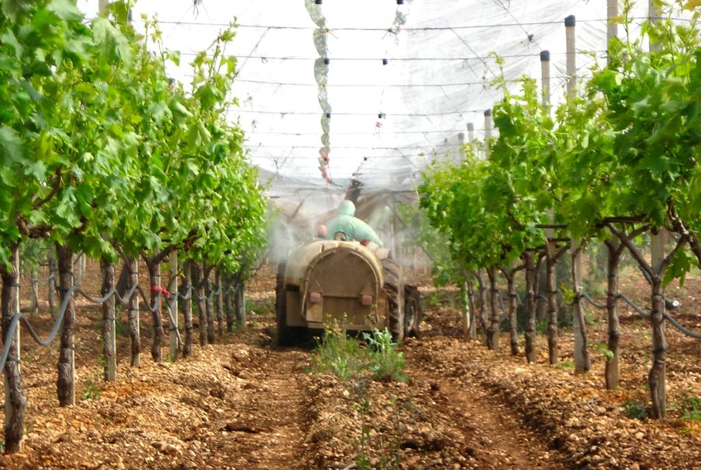 GESTIONE AGRONOMICA Gestione agronomica razionale è presupposto fondamentale per la protezione integrata Fattori agronomici