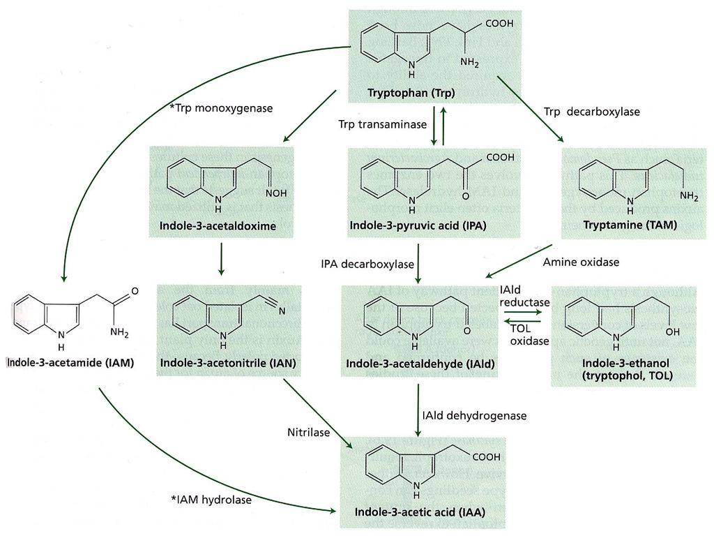 ba_eri patogeni (Pseudomonas,