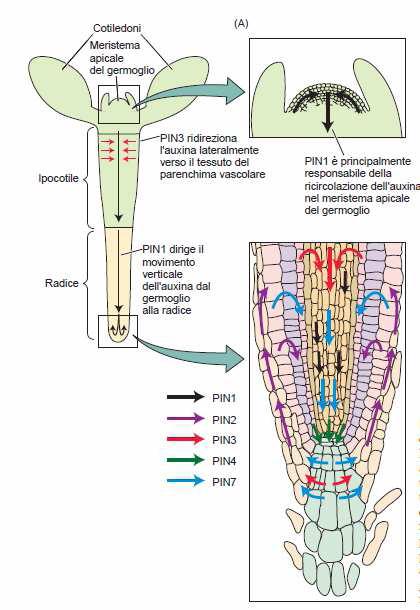 Le proteine PIN dirigono