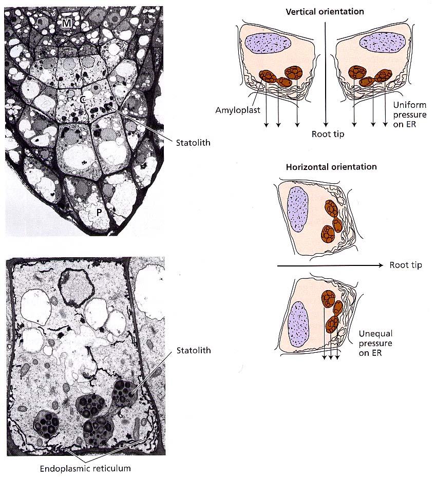 amiloplash o statolih sono gli unici organuli che sedimentano