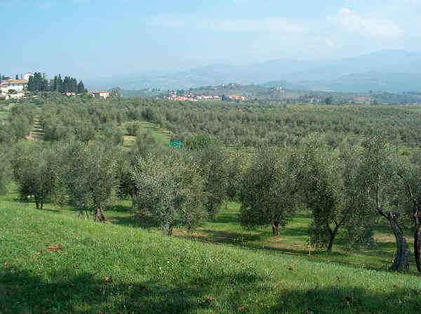 Possibili cause delle variazioni negli anni della quantità di polline di olivo (Olea europea L.) L Olivo è nativo della regione mediterranea ove è ampiamente diffuso.