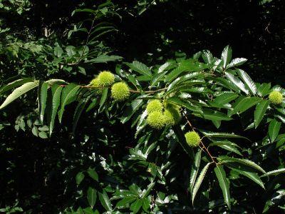 I frutti sono acheni (le ben note castagne) contenuti all interno di una cupsula spinosa detta comunemente riccio.