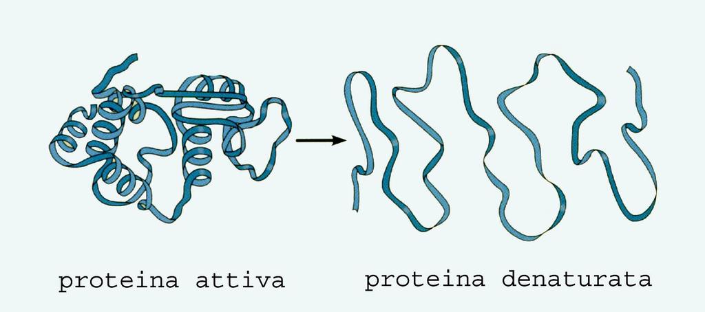 AGENTI CHIMICI Vari agenti chimici hanno azione disinfettante ed agiscono mediante: 1. denaturazione delle proteine (es.