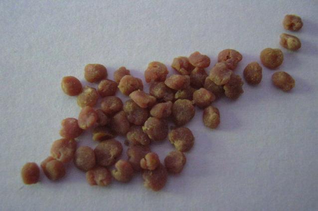 Polline di coriandolo. Miele di coriandolo. Sedimento di miele di coriandolo con pollini di Apiaceae (Coriandrum sativum L.) e materiale insolubile finemente cristallino (400 x).
