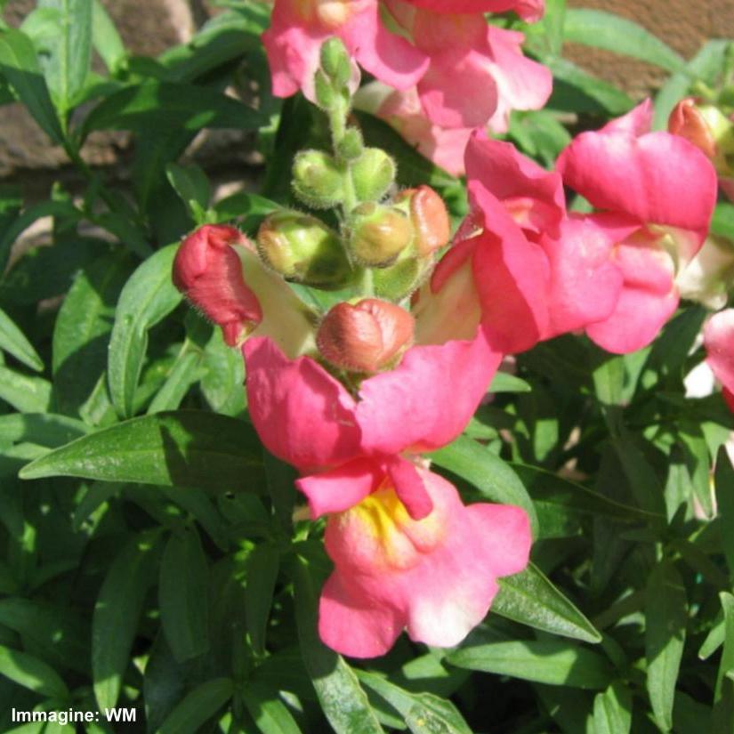 Antirrhinum majus) Famiglia: Scrophulariaceae Pythium sp.