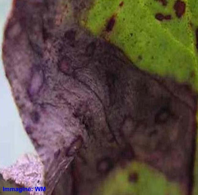 Botrytis cinerea muffa grigia) Su foglie e fiori la malattia si manifesta con marciumi irregolari e molli di colore bruno chiaro.