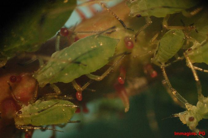 I piccoli rincoti, verdi e/o bruni, si sviluppano in colonie più o meno numerose sulle parti più tenere ger Le infestazioni si possono osservare già a inizio