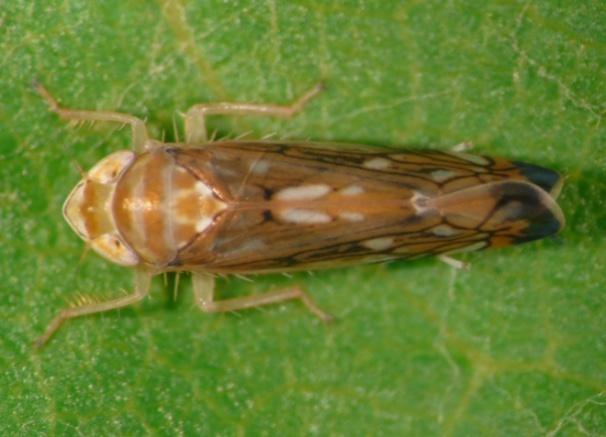 italico) Scaphoideus titanus In questa fase sono presenti in campo adulti di