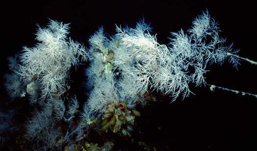 Corallo nero Di nero ha solo lo scheletro, mentre gli organismi viventi sono di colore bianco; è composto da polipi esatentacolari, con