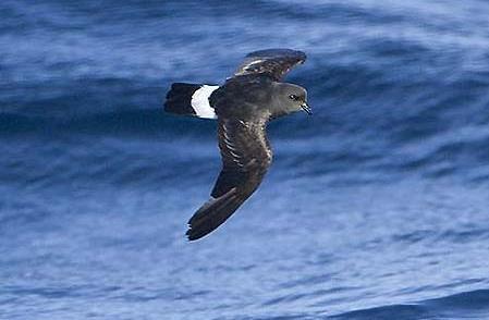 Uccello delle tempeste Dimensioni: è il più piccolo uccello marino europeo, con 15 cm di lunghezza, con un apertura alare di 35 cm