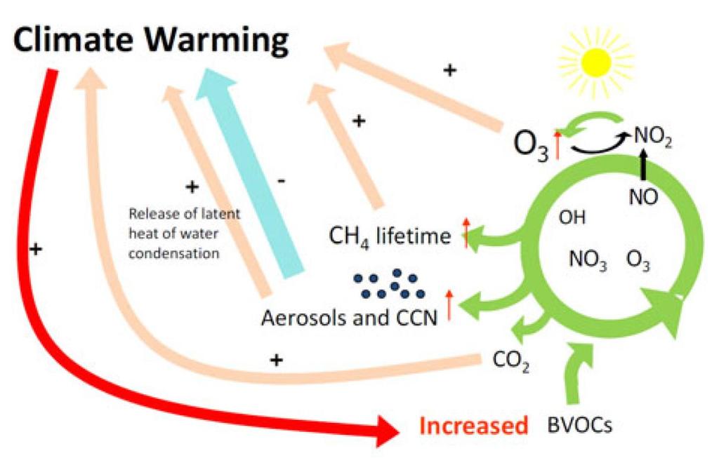 CAMBIAMENTI CLIMATICI E O 3 Effetti flow-on e feedback tra inquinamento da O 3 e cambiamenti climatici sui processi atmosferici,