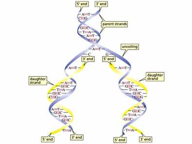 all interno La doppia elica del DNA Le tre