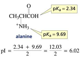 Alcune catene laterali sono ionizzabili Il punto