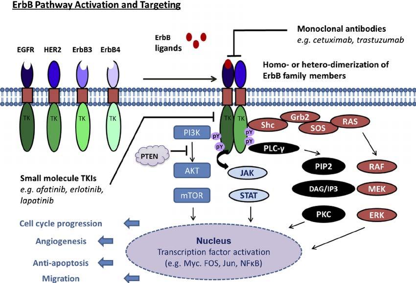 L HER-2-neu è un recettore di membrana coinvolto nella trasmissione dei segnali di crescita e proliferazione cellulare.