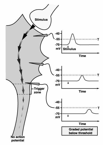 Il potenziale d azione viene generato in una zona specifica del neurone, detta trigger zone. I potenziali, a monte di questa zona, si propagano secondo il modello della conduzione assonale passiva.