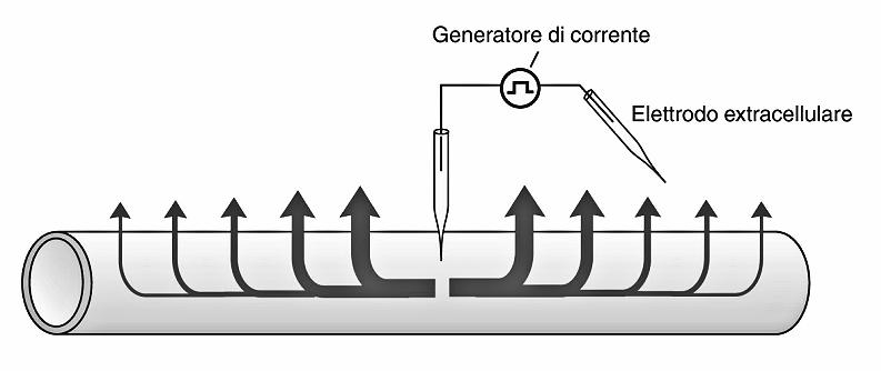 r m Rm = 2πa R m = resistenza specifica di un unità di area della membrana [Ω*cm 2 ] r a ρ = πa a 2 ρ