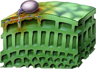Aventis CropScience Spore di Botrytis sul tessuto vegetale (I) La spora emette un tubo