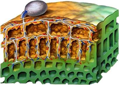 Aventis CropScience Spore di Botrytis sul tessuto vegetale (II) Gli enzimi del fungo (in