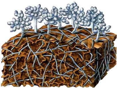Aventis CropScience Spore di Botrytis sul tessuto vegetale (III) Distrutte le cellule vegetali, il collassa.