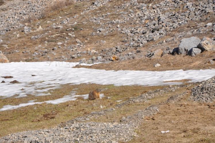 Appena arrivati a Livigno salutiamo le marmotte che si scaldano al sole e poi ci