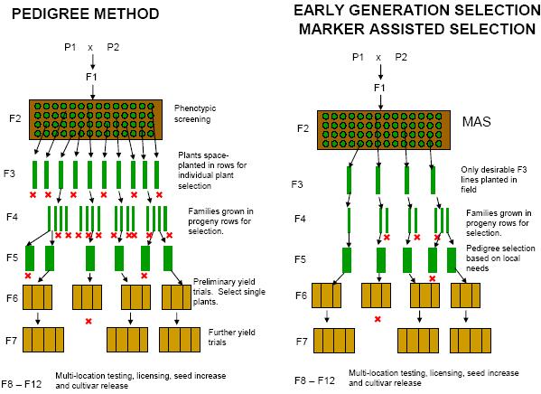 MIGLIORAMENTO GENETICO E MARKER ASSISTED SELECTION Si sostituisce la selezione fenotipica con