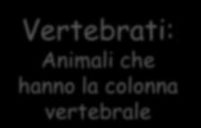 Regno animale Cordati