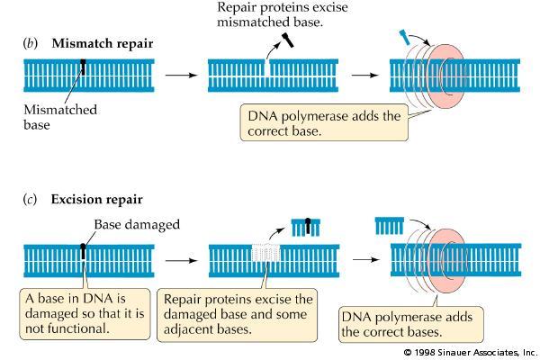 Il tasso di errore della DNA polimerasi è significativamente ridotto dalla