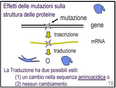 4- In base all effetto