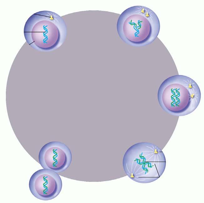 Most Tumor Suppressors are Negative Some Tumor Suppressors Block the Cell Cycle in the Presence of DNA Damage or Incomplete DNA Repl.