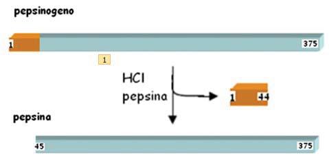 Secrezione dell HCl Gli inibitori della pompa protonica sono un gruppo di farmaci che inibiscono la H + /K + -ATPasi determinando un'inibizione efficace sulla secrezione acida.