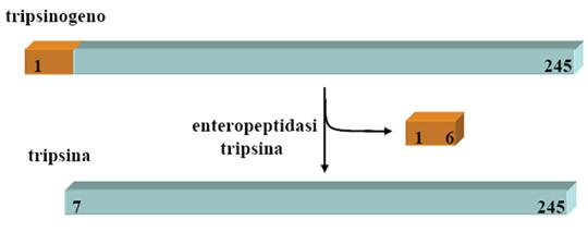 tripsina, che attiva