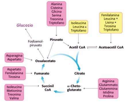 Destino dello scheletro carbonioso 14 aa sono solo glucogenici 4 sono sia glucogenici che chetogenici (Ile, Phe, Trp, Tyr) 2 sono solo chetogenici (Leu