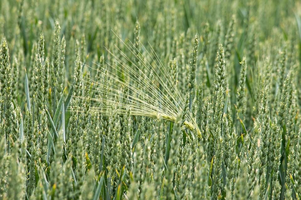 Produzione di seme in pieno campo Per specie per le quali l investimento ad ha è altissimo = decine di migliaia di piante (es.