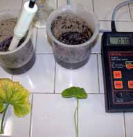 Controlli di campo sul ph dei vasi Controlli di laboratorio sui substrati di coltivazione A sinistra viola in eccesso di concimazione. non sono eradicabili una volta insediatisi nelle piante.