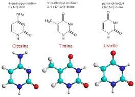 Aromatici eterociclici La pirimidina è un anello esatomico con due atomi di azoto. Dalla pirimidina derivano tre basi azotate: citosina, timina e uracile.