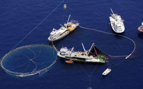 INTRODUZIONE ALLA CAMPAGNA DI PESCA AL TONNO ROSSO 2018 CORSO DI FORMAZIONE