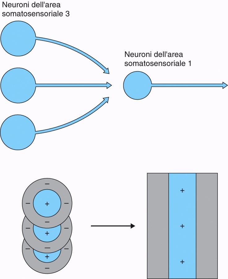 CAMPO RECETTIVO Le cellule somatosensoriali dell area 3 hanno campi anulari parzialmente sovrapposti e convergono su una sola cellula dell area 1