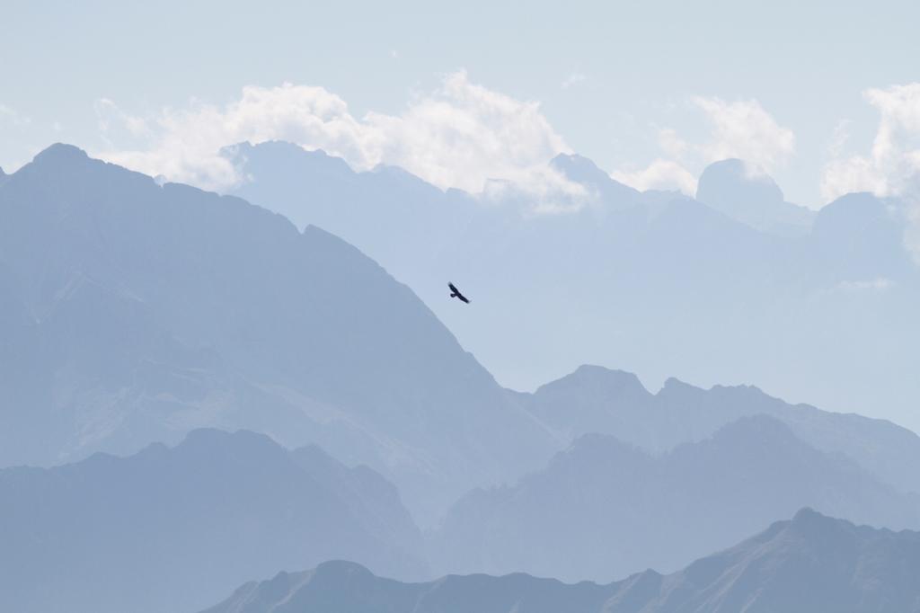 possibile monitorate con successo tutte 0 le coppie insediate nel territorio del Parco Naturale delle Dolomiti Friulane.