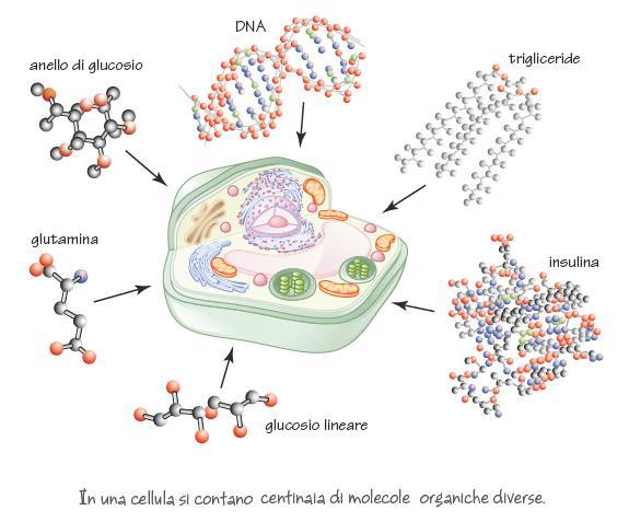 Le biomolecole Sono composti organici presenti negli esseri viventi, possono avere: - piccole dimensioni vitamine, acidi grassi - grandi dimensioni macromolecole (ad es.
