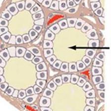 interno della tiroide le cellule tiroidee sono organizzate in follicoli contenenti colloide per poter accumulare e creare una