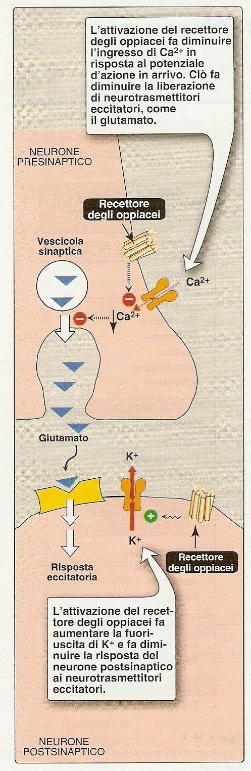 Meccanismo d azione degli agonisti dei recettori µ L attivazione dei recettori µ e sui terminali presinaptici delle fibre afferenti nocicettive riduce il rilascio di trasmettitori eccitatori