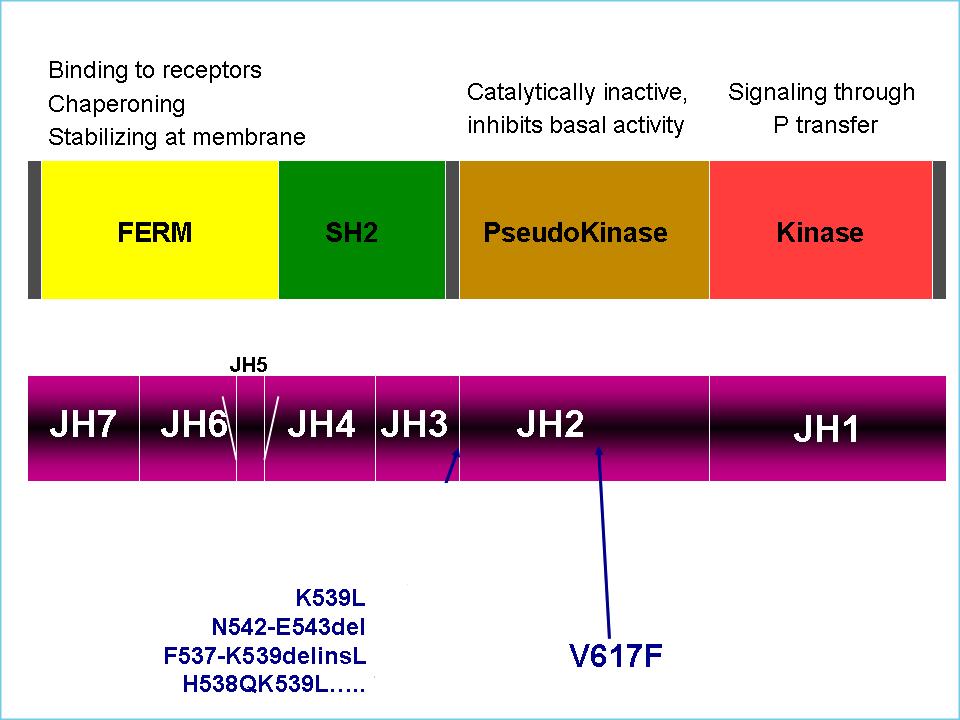 JAK2 functional domains James et al. Nature 2005; 434: 1144 ; Baxter et al.