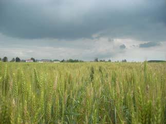 Murizio Perenzin Università degli Studi di Torino Diprtimento di Sienze Agrrie, Forestli e Alimentri CRA SCV S.