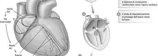 Il segnale elettrico passa dal nodo SA al nodo atrio-ventricolare (nodo AV) attraverso la via internodale, per poi proseguire nel fascio AV, nelle due branche del fascio,