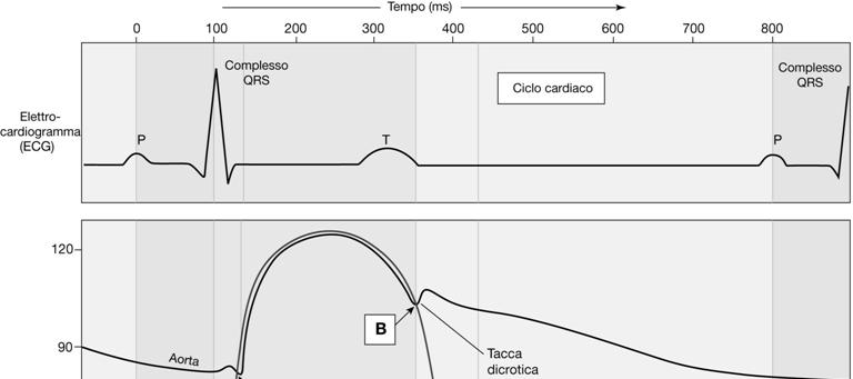 Diagramma di Wiggers Gittata cardiaca