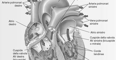 SISTEMA CIRCOLATORIO POLMONI VENA CAVA AORTA CUORE valvole VENE ARTERIE VENULE ARTERIOLE