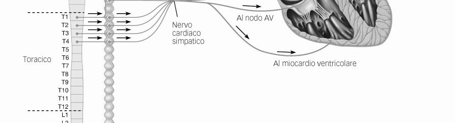 L attività parasimpatica rallenta la frequenza