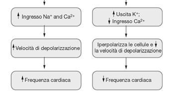 Per cui l aumento della frequenza cardiaca si