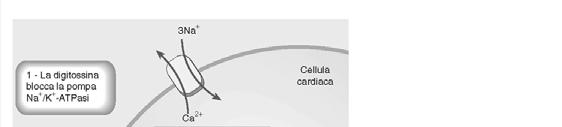 Un altro meccanismo per aumentare la concentrazione del calcio nel citosol è quello di impedire la sua rimozione dalla cellula.